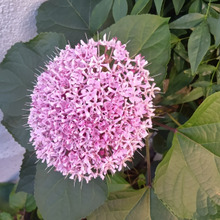 【夏の道端の怖い雑草】蝶も集まる可愛いお花、実は『臭い』が名前につき、しぶといの?「牡丹臭木」とは?