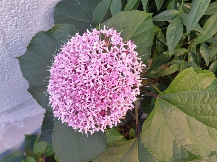【夏の道端の怖い雑草】蝶も集まる可愛いお花、実は『臭い』が名前につき、しぶといの?「牡丹臭木」とは?