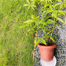 台風で鉢植えが倒れる前に
