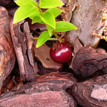 【非常に珍しい果実】見てびっくり!幹から実るジャボチカバと種の再活用!花言葉も紹介