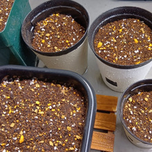 ワンサカ収穫できた焼き肉用レタスの種をまこう!あれ?鉢の穴を塞ぐ網が無い!家にあるもので代用~!