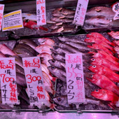 【天然魚クエスト】海なし県でも新鮮な天然魚が味わえる?!〜鮮魚店・スーパー〜