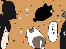 いつものごはん風景が…いったい何ごと?【てらねこミー子の日常】
