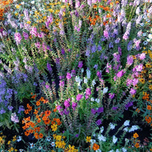 万博閉幕直前!歩いて出会える“顔のない人魚”像?アート&植物(森&大屋根リング)の魅力を総まとめ!