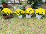 菊を長持ちさせるコツ!たったこれだけ〜