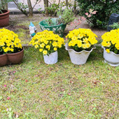 菊を長持ちさせるコツ!たったこれだけ〜