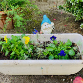 ガーデニングの虫除けに効果的な自然な方法