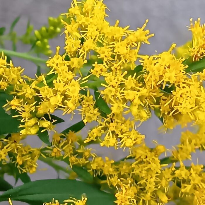 セイタカアワダチソウの花言葉 「生命力」「元気」「意外な出会い」。