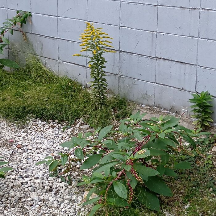 背が低くても、花を咲かせるようですよ!