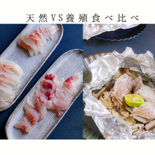 【ご近所で天然魚クエスト】天然vs養殖(お刺身&ホイル焼き)