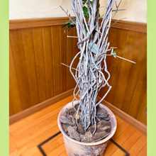 捨てなくてよかった!【100均で奇跡の復活】雨ざらしでボロボログリーンが…