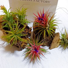 空気だけで育つの?エアープランツの摩訶不思議!花が咲いたこの子はだーれ?