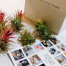 初心者でも楽しめる!エアープランツ×流木インテリア!エアープランツ用の流木を探しに行ってきました!