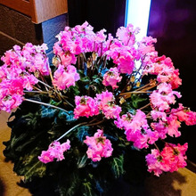 【要注意】花屋さんがあえて言わないシクラメンの真実。可愛いだけじゃない、本当は怖い秘密とは?毒は?