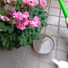 もさもさシクラメンを“散髪”してサッパリ?!妖怪チックなその後の姿が可愛い!