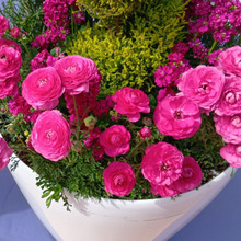 ラナンキュラス驚きの事実とは?華やか花のミステリー~!注意点→ノゲシ・タンポポと同じ白い乳液が出る!