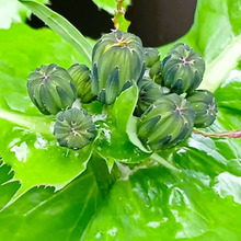 【3月道端の雑草】ダンゴムシを連想させる蕾です!特徴的な蕾をつけるこの雑草は何でしょう?