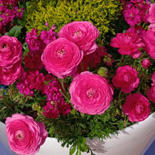 えっ!?ラナンキュラスの名前の由来は、艶やかな花に似ても似つかない“あの生き物”だった!