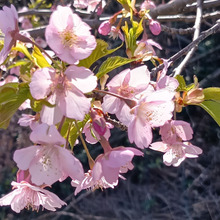一足先に開花する河津桜!よく見ると桜らしくない不思議な特徴がありました