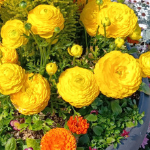 春薔薇のようなラナンキュラス、あの花びらの正体とは?思わずびっくり!