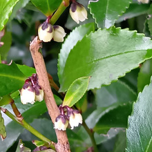 【臭い理由に納得!】春をいち早く告げる慎ましやかな白い花がまさかの衝撃臭?USJハリポタエリアで遭遇