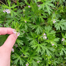 【怖い!見た目にドキッ】死亡事故も起きた山菜採り…トリカブトに似た葉!?「アメリカフウロ」の可憐な花