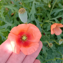 【今年も出現】オレンジ色のやつ!ナガミヒナゲシの開花時期と毛深い理由の謎に迫る~!!!