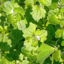 【4月道端の雑草】はじめて見かけたよ!毛深くて可愛い「フラサバソウ」を発見。花言葉も謎めいている