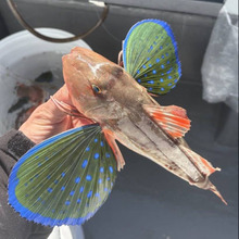 「ホウボウ」ってどんな魚?煮ても焼いても揚げてもおいしい万能魚でした!