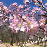 春を告げる花と言えば桜のイメージですが、ヨーロッパでは違うみたい