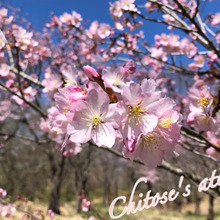 春を告げる花と言えば桜のイメージですが、ヨーロッパでは違うみたい