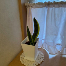 風水インテリア、トイレにダイソーサンスベリア