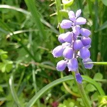 【4月道端の雑草】雑草化したムスカリが可愛い!ムスカリの花のその後の姿とは?種はできるの?