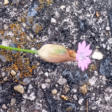 【4月・道ばたの雑草】可憐なピンクの花なのに…“ストーカーまがい”ともいわれる意外な花言葉とは?