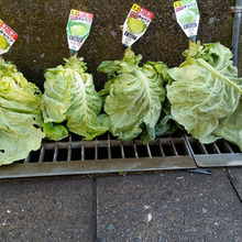 キャベツ3種類を初めて育ててみた