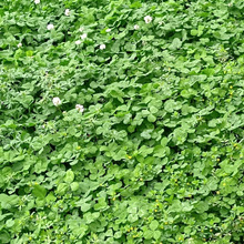 【4月道端の雑草】絶句!したたかすぎるクローバー&小さな黄色い花を咲かせる、識別のややこしい雑草!