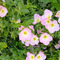 【5月道端の雑草】べっぴんな雑草「ヒルザキツ...
