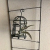 初心者でも育てやすくおしゃれ!