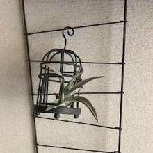 初心者でも育てやすくおしゃれ!