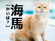 【海馬】なんて読む?「かいば」ではなく、ある動物の名前です【読めそうで読めない漢字クイズ】