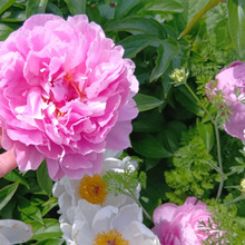 薔薇に負けない存在感…万博記念公園で出会った芍薬の華やかさ!花言葉は何?