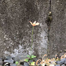 【調べてみた】突然庭に咲いたナガミヒナゲシ、強い繁殖力って言われているけど小さいとどうなの?