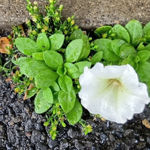 この白い花は、検索したら出てきた2つ→可愛い「ペチュニア?」猛毒の「チョウセンアサガオ?」