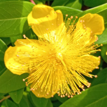 まるで冠をつけた南国の鳥のよう!道ばたで見つけた黄色いお花の正体は?