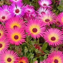 【万博記念公園】晴れた日に本気を出す花!?キラキラ輝くリビングストンデージー
