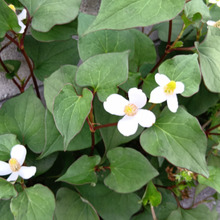 【5月末の雑草観察】私も騙されていた!?ドクダミの白い花びら、実は花ではありませんでした