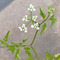 【5月末道端の雑草】つぶらなお花が可愛いのに...