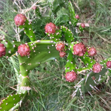 【6月の道端の雑草】開花したよ!丸い蕾はちょっと不気味。でも花言葉は「情熱」「偉大」「枯れない愛」!