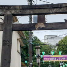 文京あじさい祭りに行ってきました