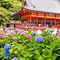 【勝ち運の勝尾寺】こんなお寺はじめて!今が見...